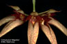 Bulbophyllum - Magnifico