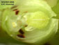 Bulbophyllum protectum