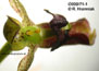 Bulbophyllum ecornutum