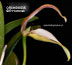 Bulbophyllum ornithorhynchum