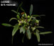 Bulbophyllum crassipesO37/90