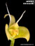 Bulbophyllum lizae