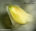 Coelogyne cristata