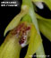 Bulbophyllum refractum (OR/252-2001)