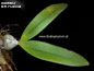 Bulbophyllum tripudians