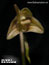 Bulbophyllum micropetalum