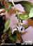 Bulbophyllum reticulatum