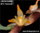 Bulbophyllum gadgarrense
