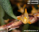 Bulbophyllum gadgarrense