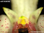 Bulbophyllum falcatum var. bufo