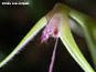 Bulbophyllum plumosum