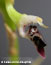 Bulbophyllum ipanemense