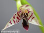 Bulbophyllum ipanemense