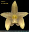 Bulbophyllum orectopetalum