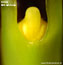 Bulbophyllum mearnsii