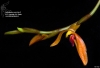 Bulbophyllum mearnsii