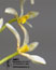 Bulbophyllum gymnopus