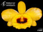 Dendrobium fimbriatum var. occulatum