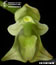 Bulbophyllum napelli