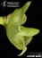 Bulbophyllum napelli