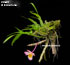 Dendrobium crepidatum