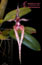 Bulbophyllum - Hybride