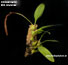 Bulbophyllum clipeibulbum