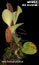 Bulbophyllum beccarii