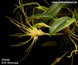Bulbophyllum caudatum