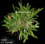 Bulbophyllum lupulinum
