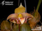 Bulbophyllum microglossum