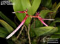 Bulbophyllum delitescens