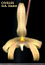 Bulbophyllum cameronense