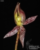 Bulbophyllum macranthum