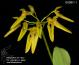 Bulbophyllum forestii