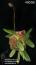 Bulbophyllum mayombeense