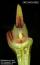 Bulbophyllum membranaceum