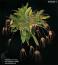 cf. Bulbophyllum longissimum