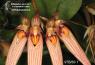 cf. Bulbophyllum longissimum