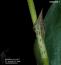 Cynorchis gibbosa