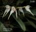 Bulbophyllum mysorense