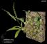Bulbophyllum suavissimum