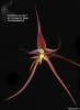 Bulbophyllum nasseri
