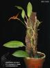Bulbophyllum uniflorum