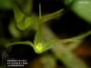 Bulbophyllum tjadasmalangense