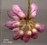 Bulbophyllum sp. (149/93)