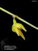 Bulbophyllum polyrrhizum