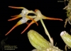 Bulbophyllum sp. O/125-91