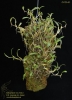 Bulbophyllum sp. O/125-91