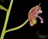 Eulophia spectabilis